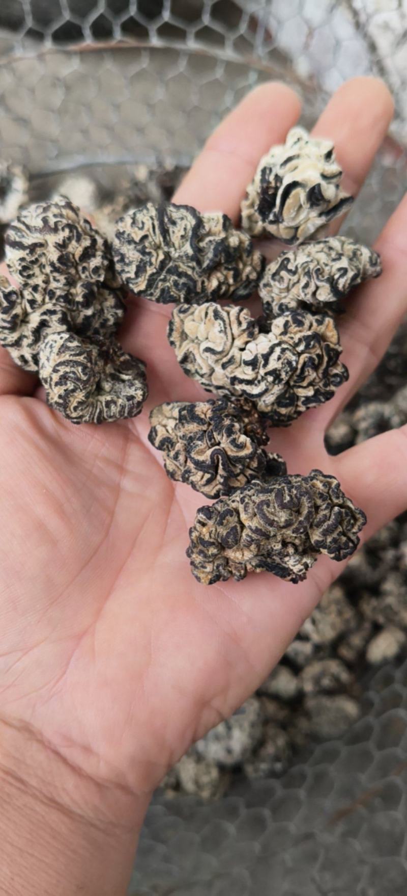 核桃菌2.0以上机器筛选人工挑选泡发黑红