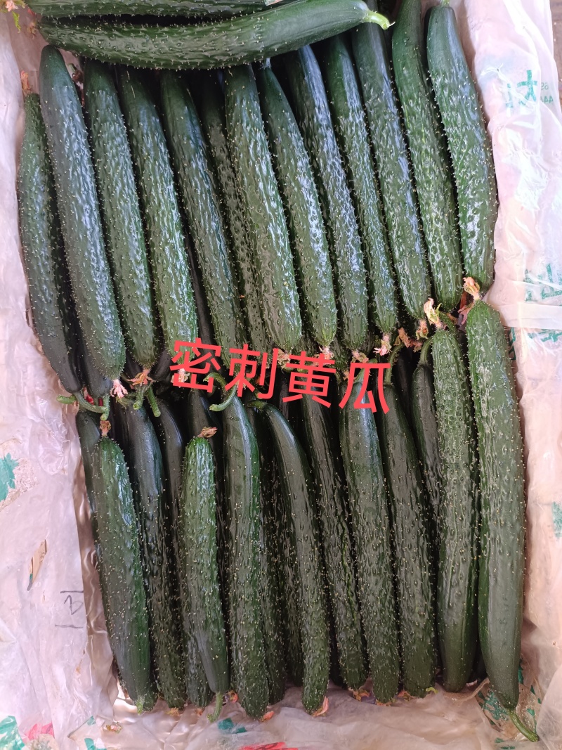 寿光黄瓜大量上市服务周到售后保障全国发货对接市场