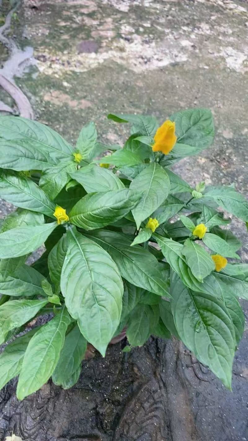 黄虾花大量上市，产地直发，品质保证，服务周到诚信经营