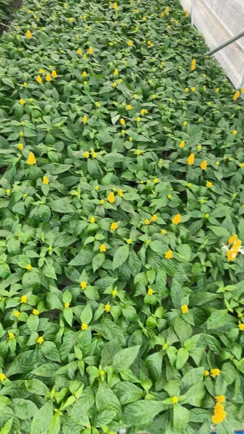 黄虾花大量上市，产地直发，品质保证，服务周到诚信经营