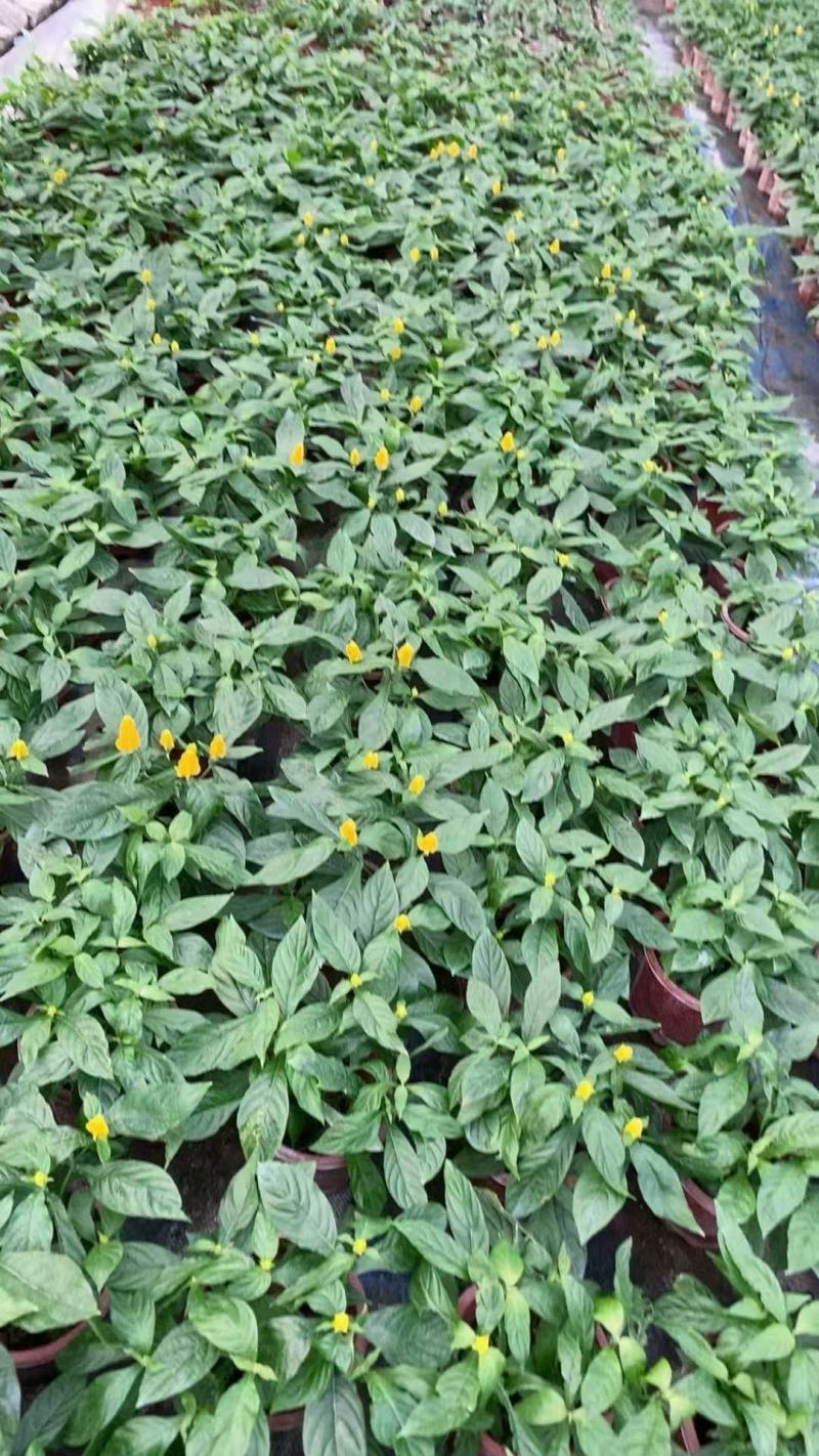 黄虾花大量上市，产地直发，品质保证，服务周到诚信经营