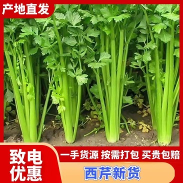 西芹货源充足精品芹菜河南西芹品质优等价格实惠