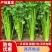 西芹货源充足精品芹菜河南西芹品质优等价格实惠