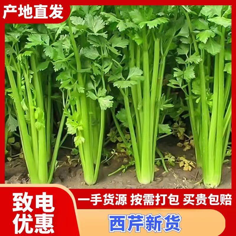 西芹货源充足精品芹菜河南西芹品质优等价格实惠