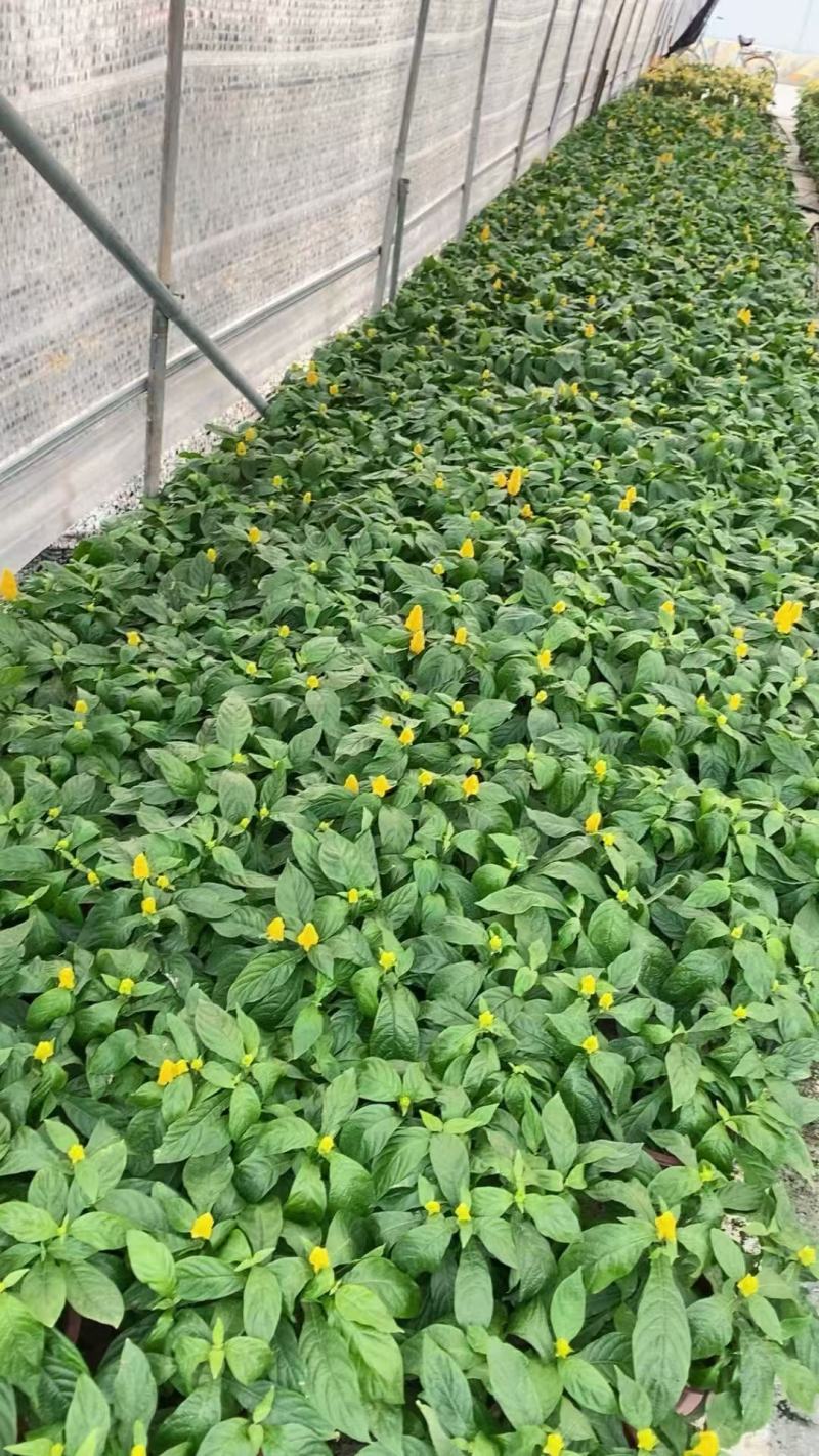 黄虾花大量上市，产地直发，品质保证，服务周到诚信经营