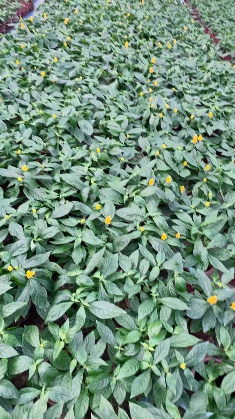黄虾花大量上市，产地直发，品质保证，服务周到诚信经营