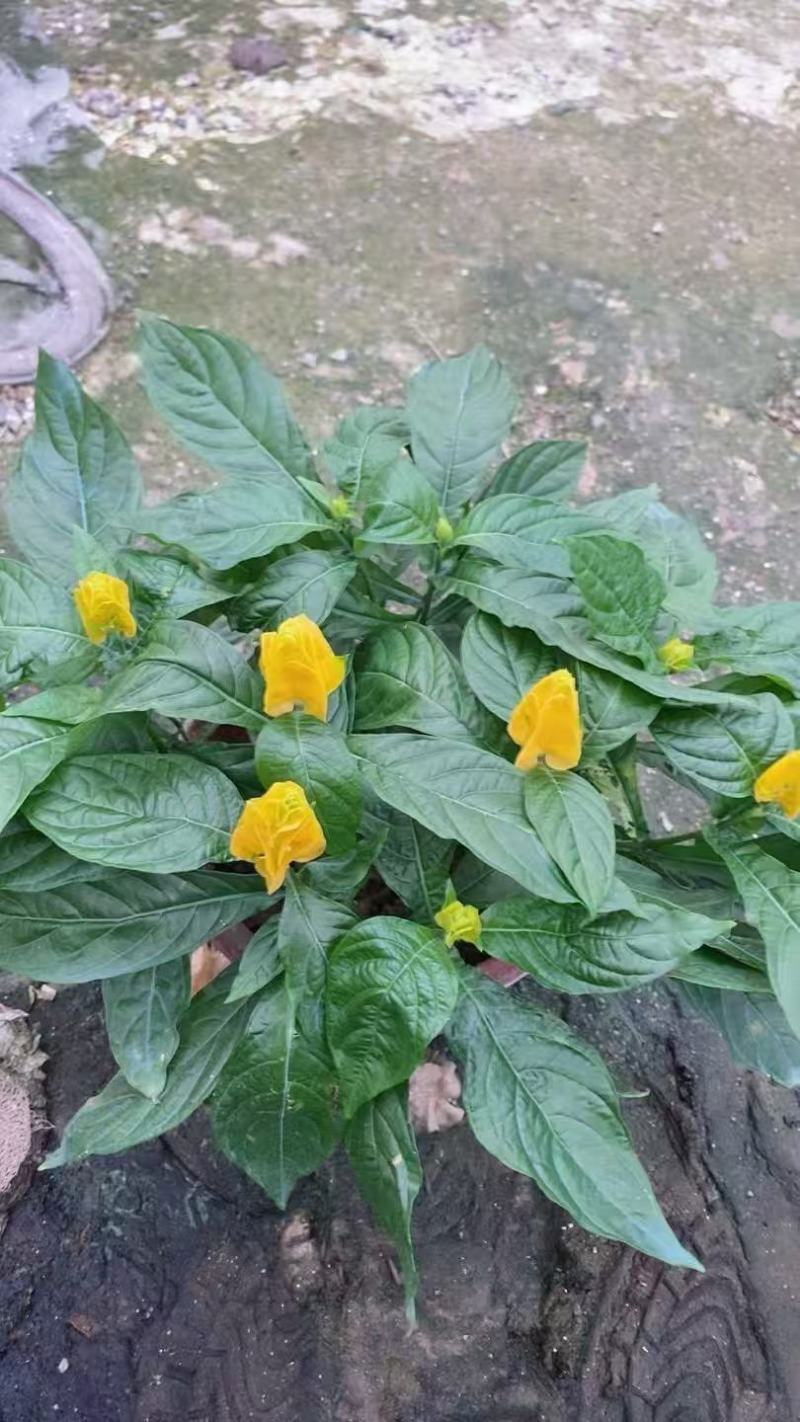 黄虾花大量上市，产地直发，品质保证，服务周到诚信经营