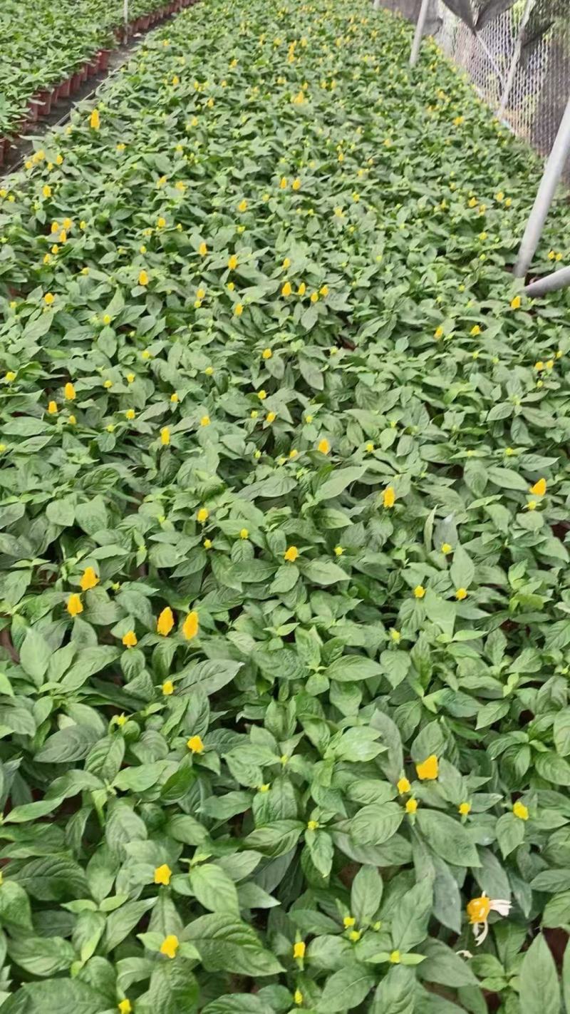 黄虾花大量上市，产地直发，品质保证，服务周到诚信经营