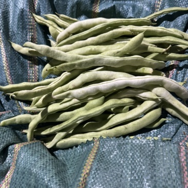 保山豆子