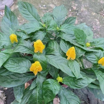 黄虾花大量上市，产地直发，品质保证，服务周到诚信经营