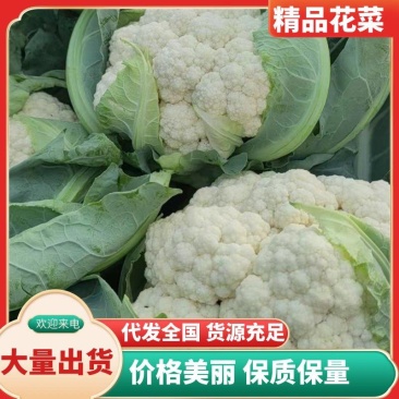 有机花菜松花菜花椰菜大量上市小米粒菜花产地精选