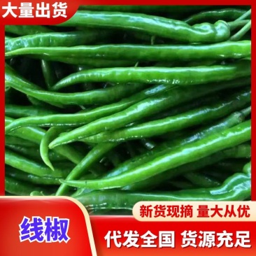 线椒实力店铺一手货源青线椒优选辣椒基地直发诚信经