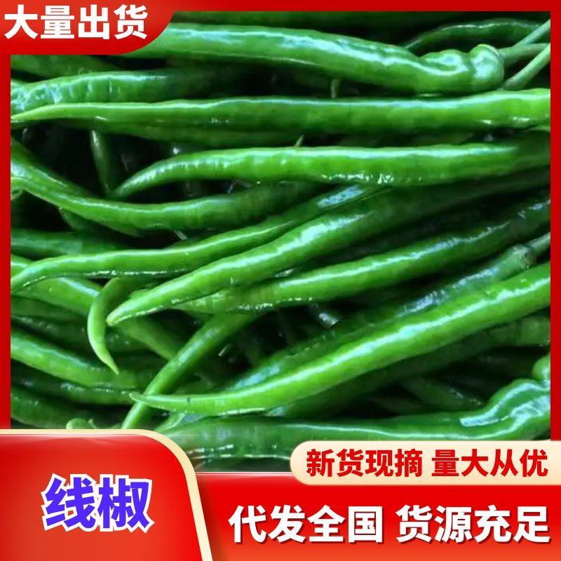 线椒实力店铺一手货源青线椒优选辣椒基地直发诚信经