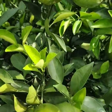 冰糖橙