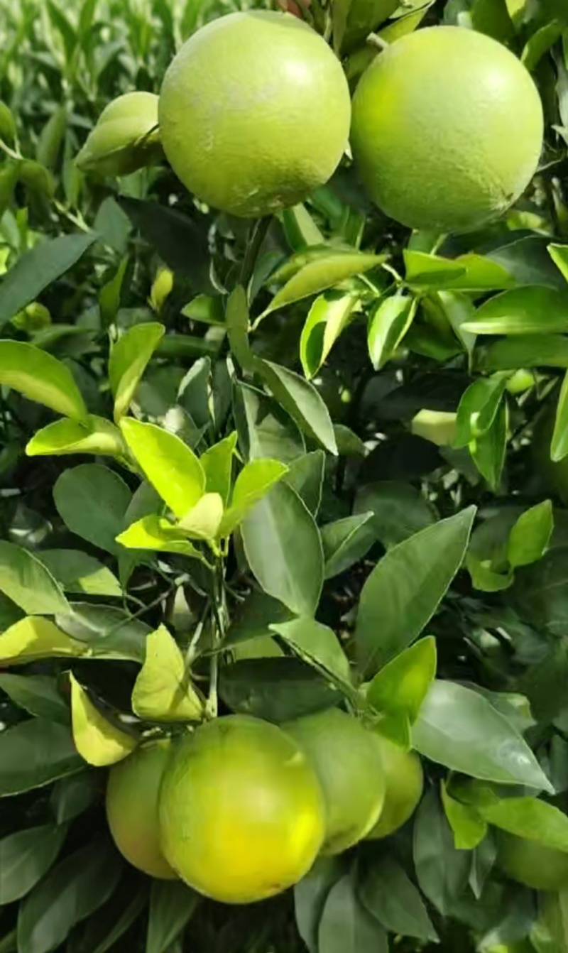 冰糖橙