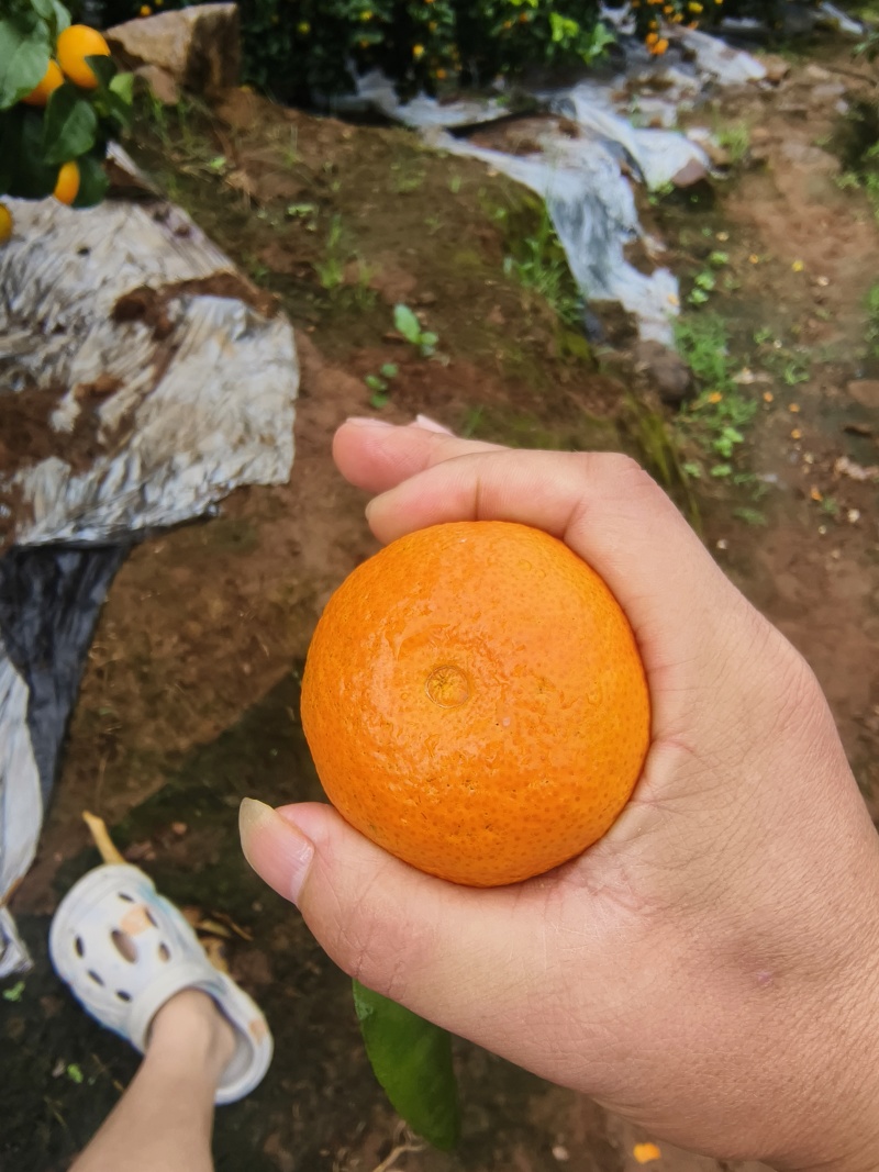 冰糖橙