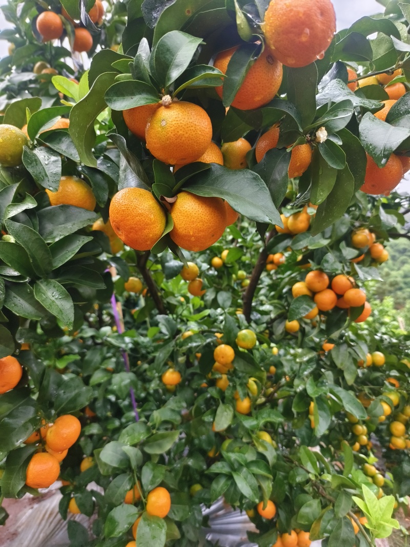 冰糖橙
