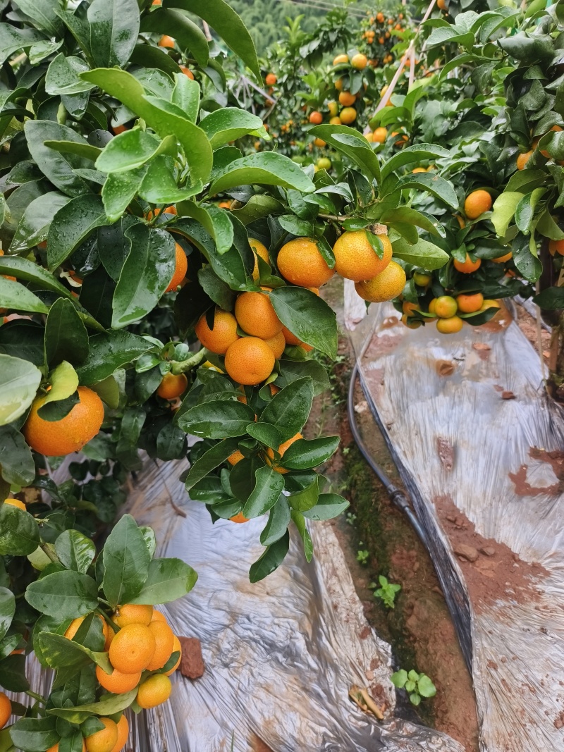 冰糖橙