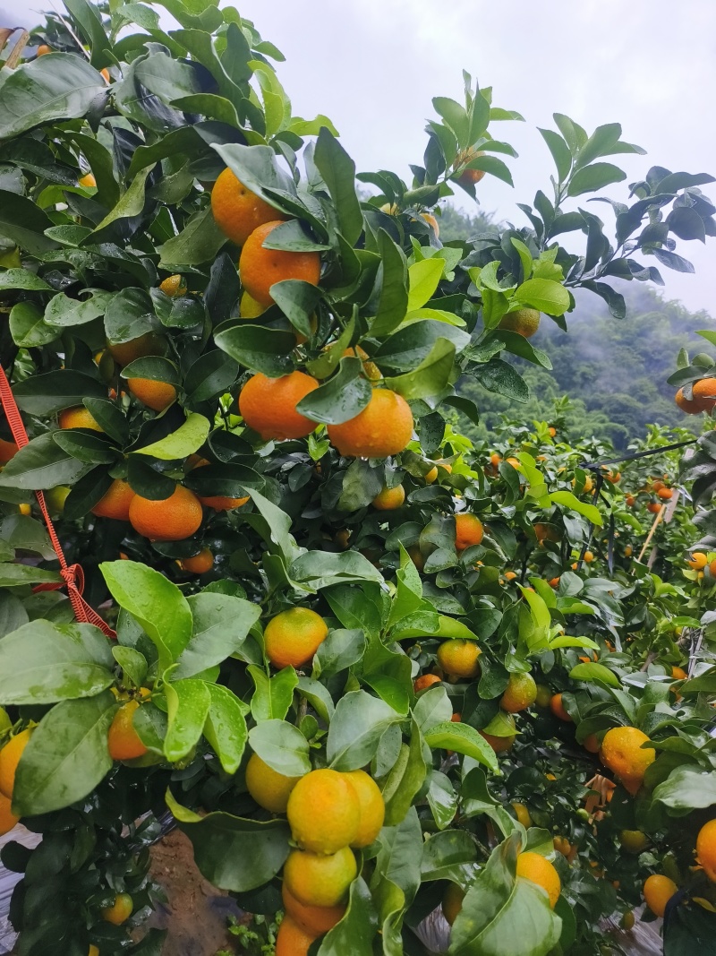 冰糖橙