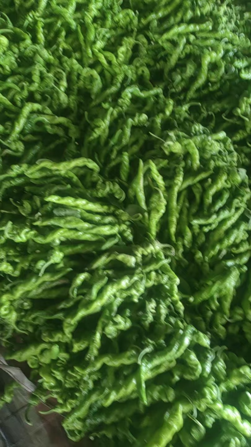 螺丝椒各种辣椒品种齐全可视频看货尖椒线椒菜椒齐全