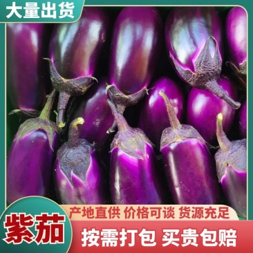 精品紫茄，茄子一手货源产地直发，品质保证，欢迎联系看货