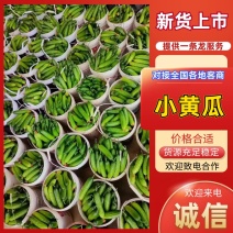 湖北小黄瓜旱黄瓜，全国发货，保质保量，诚信经营，欢迎来电