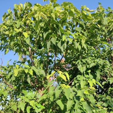 楸树