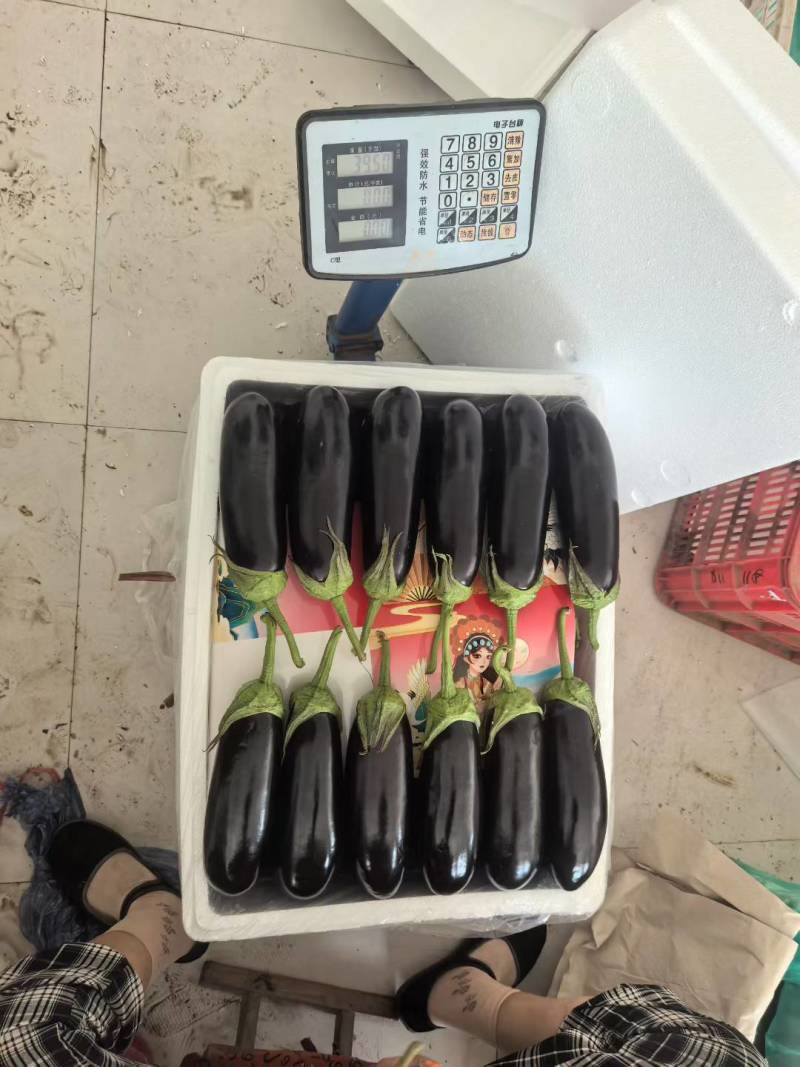 山东寿光茄子精品765长烧烤茄质量保证对接全国商超市