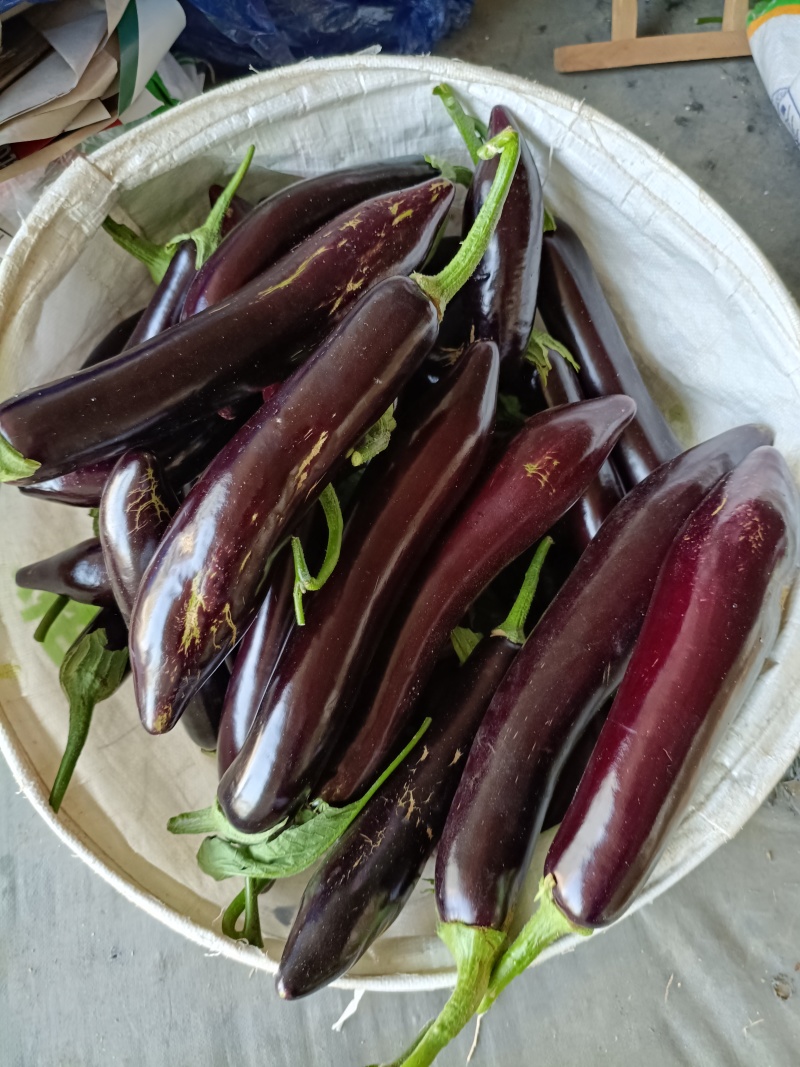 山东寿光茄子精品765长烧烤茄质量保证对接全国商超市