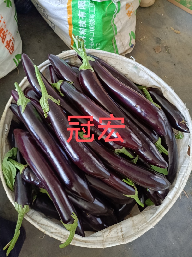 山东寿光茄子精品765长烧烤茄质量保证对接全国商超市
