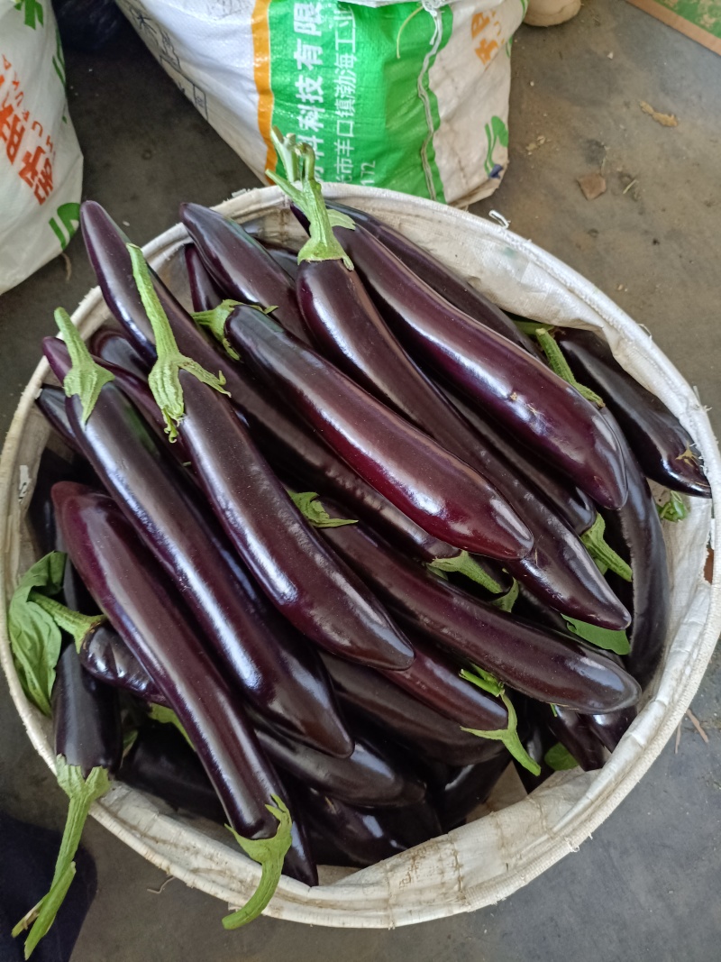 山东寿光茄子精品765长烧烤茄质量保证对接全国商超市