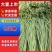 长豆角货量充足河南安阳产地直供长豇豆青条豆角
