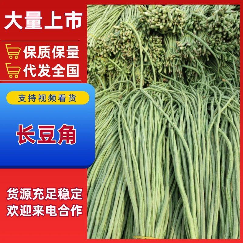 长豆角货量充足河南安阳产地直供长豇豆青条豆角