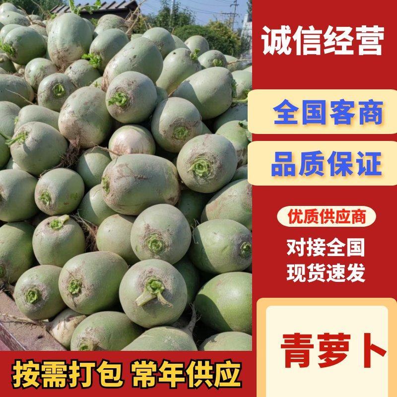 精品青皮萝卜电商货市场货绿皮萝卜支持视频看货现挖现发