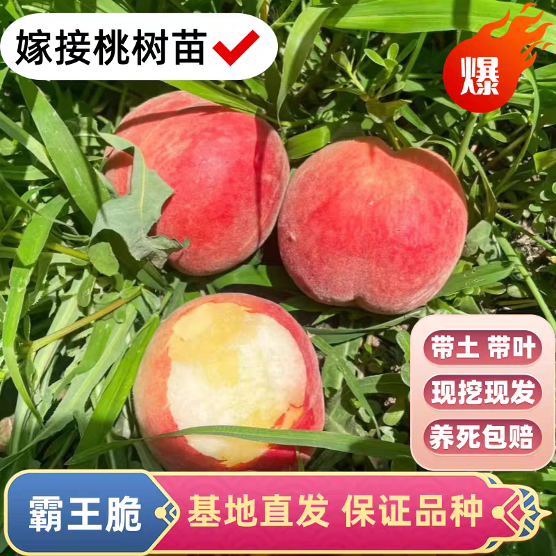 果园直发桃树苗新品种早熟霸王脆桃五月霸黄金油蟠血桃