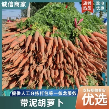 三红胡萝卜带泥带叶毛货现挖现发胡萝卜价格合理