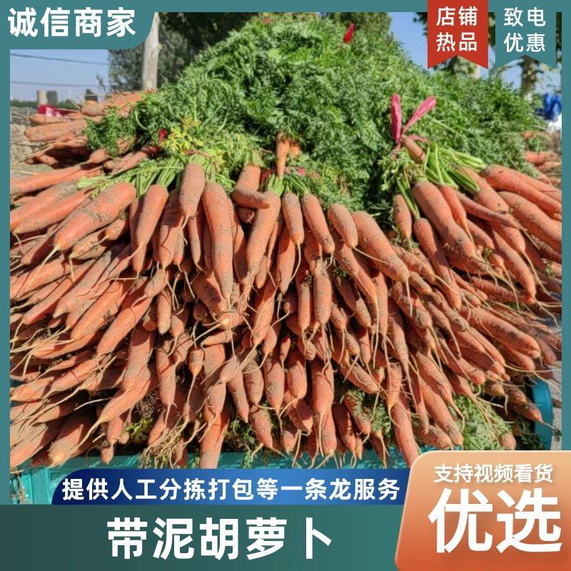 三红胡萝卜带泥带叶毛货现挖现发胡萝卜价格合理