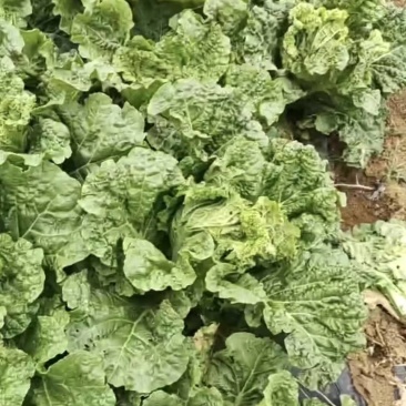麻叶菜