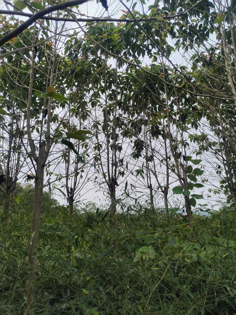 喜树
