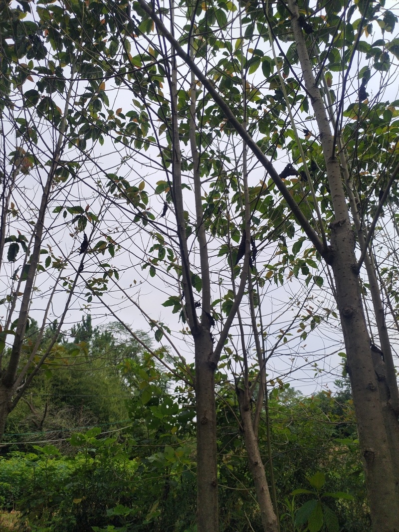 喜树