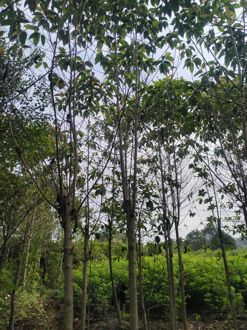 喜树