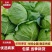 实心包菜大量上市卷芯菜诚信经营