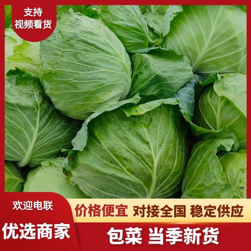 实心包菜大量上市卷芯菜诚信经营