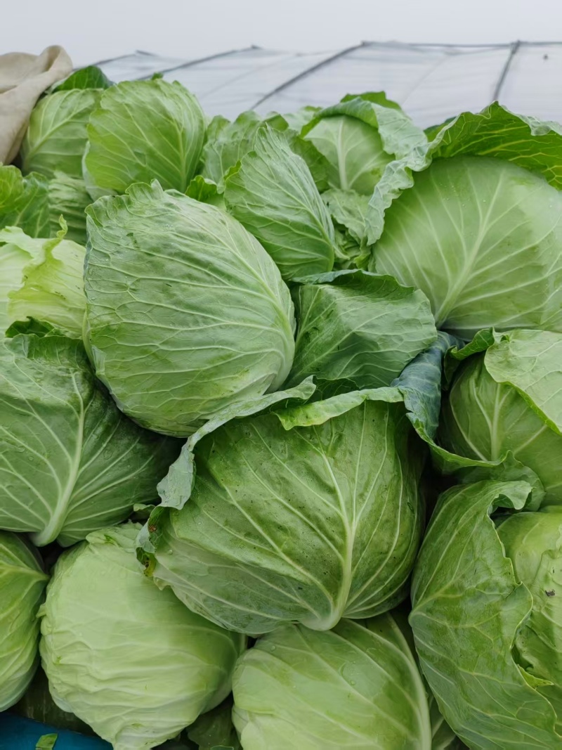 实心包菜大量上市卷芯菜诚信经营