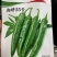 湘研55号辣椒种子皱皮薄皮好吃