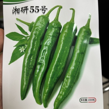 湘研55号辣椒种子皱皮薄皮好吃