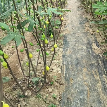芭劳奈无花果苗苗基地斯特拉青花BNR布兰瑞克