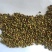 柠条种子，林灌木多年生柠条耐旱耐寒耐高温，小叶锦鸡种子