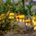 柠条种子，林灌木多年生柠条耐旱耐寒耐高温，小叶锦鸡种子