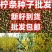 柠条种子，林灌木多年生柠条耐旱耐寒耐高温，小叶锦鸡种子